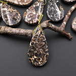 Natural Turritella Agate Fossil Side Drilled Teardrop Pendant from Wyoming USA