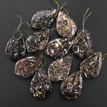 Natural Turritella Agate Fossil Side Drilled Organic Leaf Shape Pendant from Wyoming USA