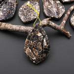Natural Turritella Agate Fossil Side Drilled Organic Leaf Shape Pendant from Wyoming USA
