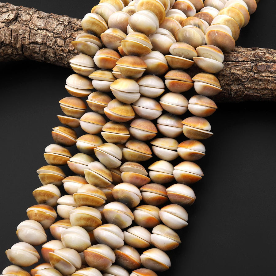 Natural Shiva Eye Shell Beads Center Drilled Raw Organic Golden Orange Green Fossil Beads 20mm 15.5" Strand