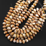Natural Shiva Eye Shell Beads Center Drilled Raw Organic Golden Orange Green Fossil Beads 20mm 15.5" Strand