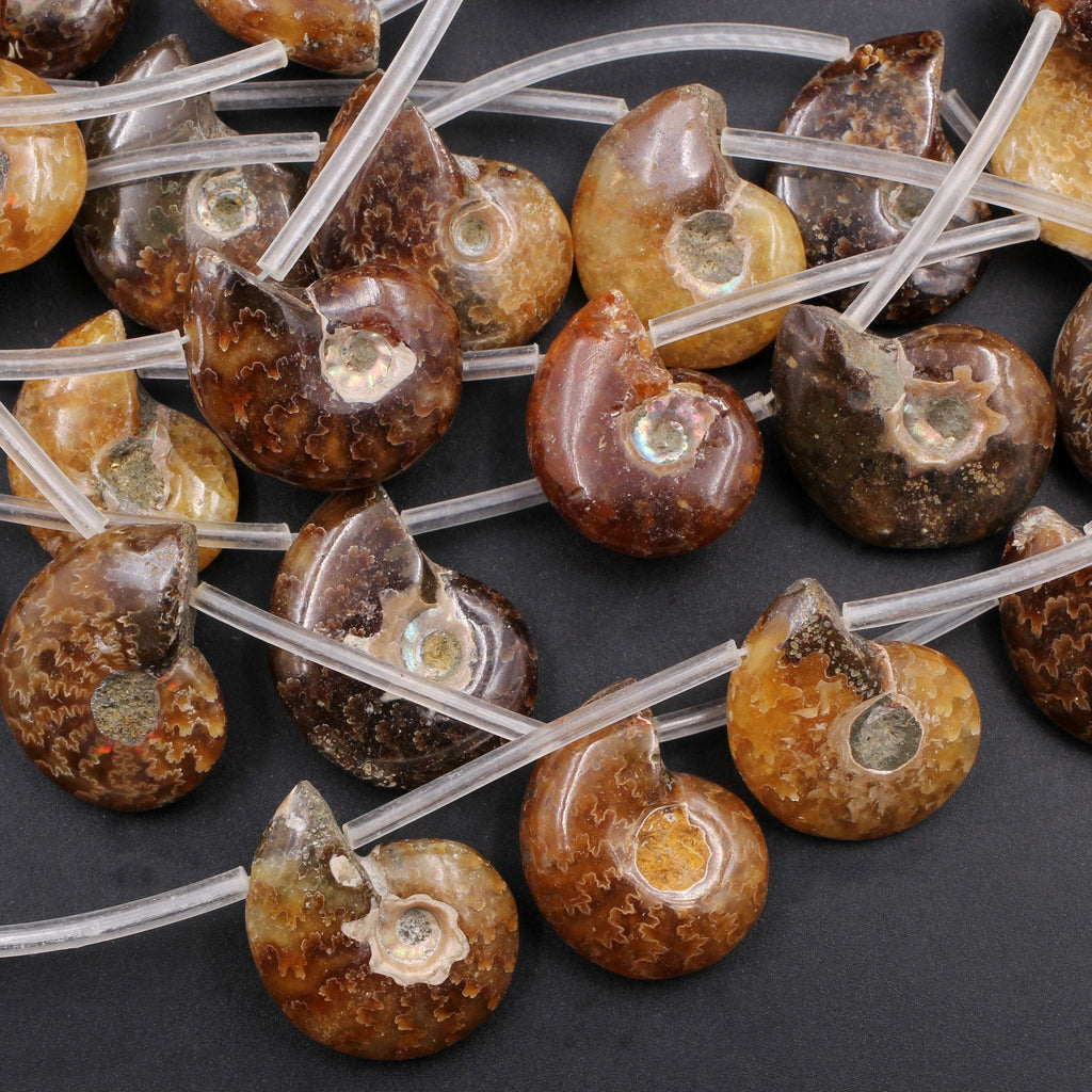Drilled Natural Baby Ammonite Fossil Beads 22mm Top Side Drilled Focal Bead Matched Pair Good for Earrings 16" Strand