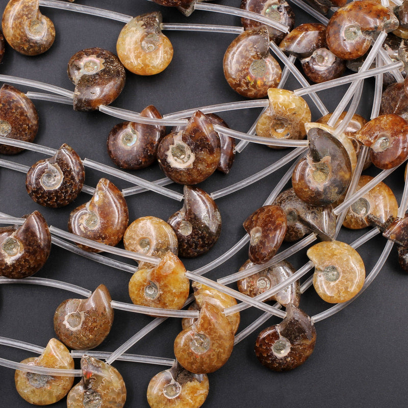 Drilled Natural Baby Ammonite Fossil Beads 22mm Top Side Drilled Focal Bead Matched Pair Good for Earrings 16" Strand