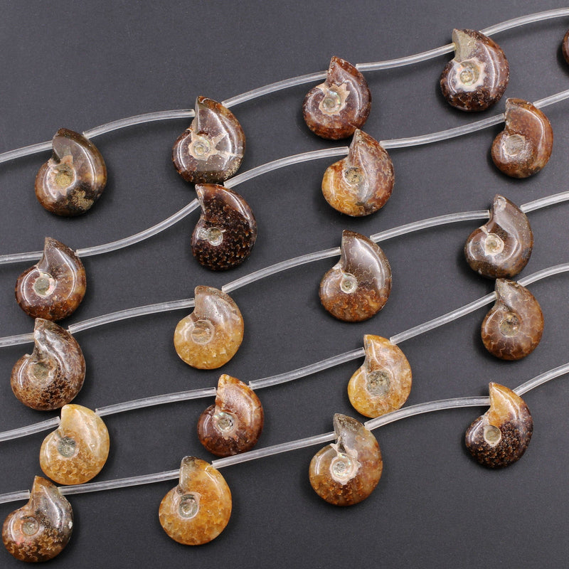 Drilled Natural Baby Ammonite Fossil Beads 22mm Top Side Drilled Focal Bead Matched Pair Good for Earrings 16" Strand