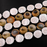 Shiva Eye Shell Beads Raw Organic Natural Fossil Domed Coin Disc Vibrant Green Red Orange Brown Gold Shell Beads 16mm 18mm 20mm 15.5" Strand