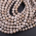 A+ Natural Michigan Petoskey Stone Fossil Coral Round 6mm  8mm 10mm 12mm Round Beads Earthy Gray Brown Tan Beige Beads 16" Strand