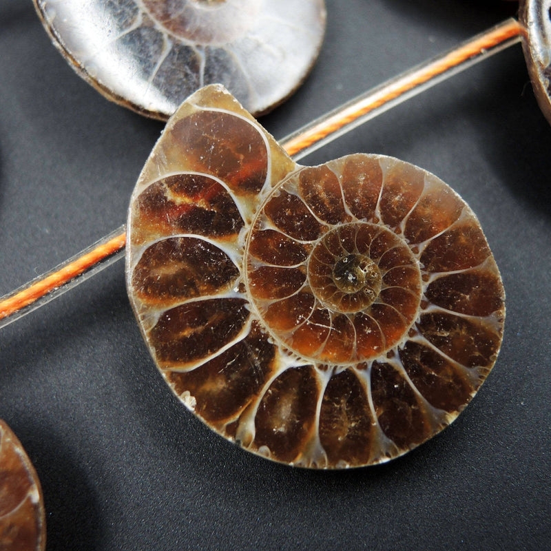 Natural Ammonite Fossil Beads Half Ammonite Slice Ammonite Top Side Drilled Focal Bead Pendant Matched Pair Good For Earrings 16" Strand
