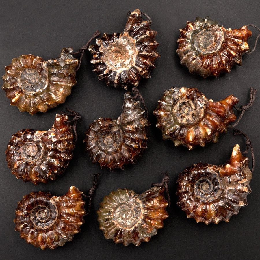 Natural Goat Horn Ammonite Pendants Top Side Drilled Ancient Fossil Focal Beads