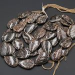 Large Turritella Fossil Agate Beads Huge Freeform Teardrop Irregular Drilled Focal Bead Pendant Nuggets Earthy Brown Fossil 16" Strand