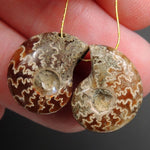 Drilled Whole Small Ammonite Earring Pair Matched Full Baby Ammonite Fossil Cabochon Cab Pair Drilled Matched Earrings Bead Pair E3285