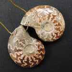 Drilled Whole Small Ammonite Earring Pair Matched Full Baby Ammonite Fossil Cabochon Cab Pair Drilled Matched Earrings Bead Pair E3285