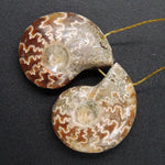 Drilled Whole Small Ammonite Earring Pair Matched Full Baby Ammonite Fossil Cabochon Cab Pair Drilled Matched Earrings Bead Pair E3285