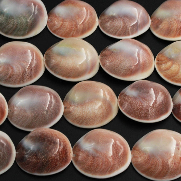 Huge Jumbo Large Shiva Eye Shell Beads Raw Organic Natural Shell Fossil Domed Coin Disc Vibrant Brown Purple Pink Pendant 16" Strand