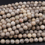Natural Michigan Petoskey Stone Fossil Coral Round 6mm 8mm 10mm 12mm 14mm Round Beads Brown Tan Beige Beads 16" Strand