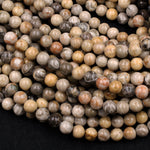 Natural Fossil Coral 6mm 8mm Round Organic Earthy Beads Grey Brown Tan Beige Yellow Beads 16" Strand