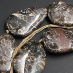 Large Turritella Fossil Agate Beads Huge Freeform Irregular Focal Bead Pendant Nuggets Earthy Brown Fossil Drilled 16" Strand