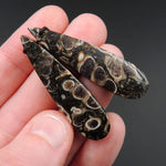 Natural Turritella Agate Fossil Earring Pair Cabochon Cab Pair Drilled Teardrop Matched Earrings Bead Pair E2442