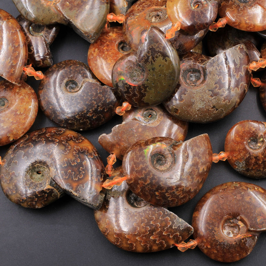 Graduated Natural Ammonite Fossil Beads Vertically Drilled Whole Ammonite Large Pendant Focal Bead 16" Strand
