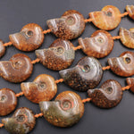 Graduated Natural Ammonite Fossil Beads Vertically Drilled Whole Ammonite Large Pendant Focal Bead 16" Strand