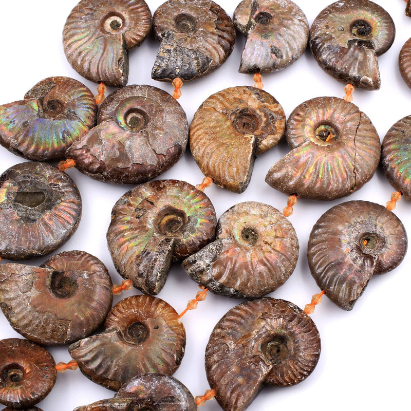 Large Graduated Opalized Ammonite Fossil Iridescent Beads Vertically Drilled Whole Ammonite Large Pendant Focal Bead 16" Strand