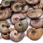 Large Graduated Opalized Ammonite Fossil Iridescent Beads Vertically Drilled Whole Ammonite Large Pendant Focal Bead 16" Strand