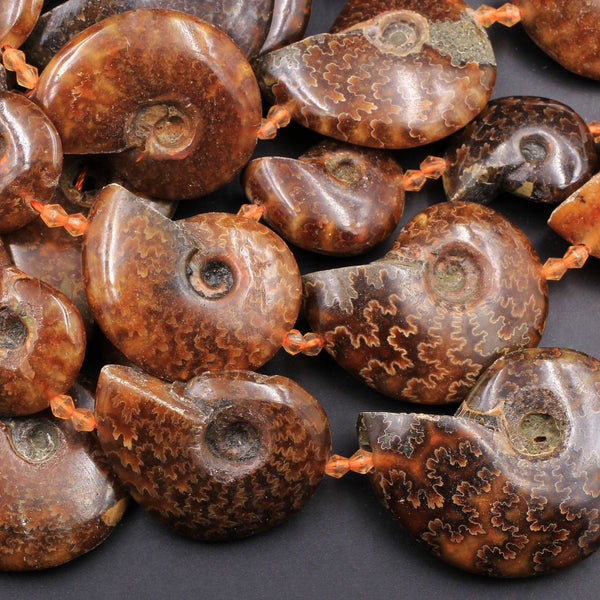 Graduated Natural Ammonite Fossil Beads Vertically Drilled Whole Ammonite Large Pendant Focal Bead 16" Strand
