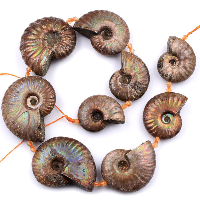 Large Graduated Opalized Ammonite Fossil Iridescent Beads Vertically Drilled Whole Ammonite Large Pendant Focal Bead 16" Strand
