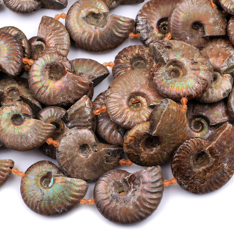Large Graduated Opalized Ammonite Fossil Iridescent Beads Vertically Drilled Whole Ammonite Large Pendant Focal Bead 16" Strand