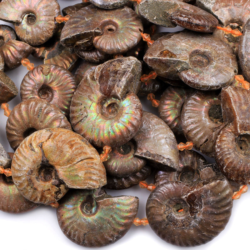 Large Graduated Opalized Ammonite Fossil Iridescent Beads Vertically Drilled Whole Ammonite Large Pendant Focal Bead 16" Strand