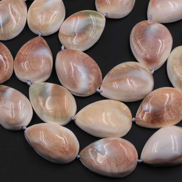 Large Shiva Eye Shell Beads Vertically Drilled Domed Teardrop Focal Pendant 16" Strand