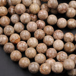 Natural Fossil Crinoid Round Beads 6mm 8mm 10mm Earthy Brown Beige Tan Gemstone 16" Strand