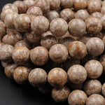 Natural Fossil Crinoid Round Beads 6mm 8mm 10mm Earthy Brown Beige Tan Gemstone 16" Strand
