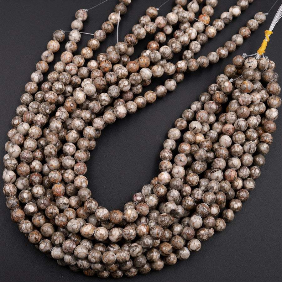 Natural Fossil Crinoid Round Beads 4mm 6mm 8mm 10mm Earthy Gray Beige Tan Gemstone 15.5&quot; Strand