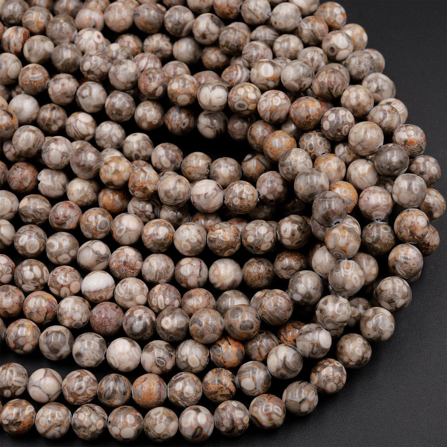 Natural Fossil Crinoid Round Beads 4mm 6mm 8mm 10mm Earthy Gray Beige Tan Gemstone 15.5&quot; Strand