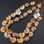 Drilled Natural Baby Yellow Ammonite Fossil Beads Vertically Drilled Small Whole Ammonite Fossil Pendant Focal Bead 16&quot; Strand