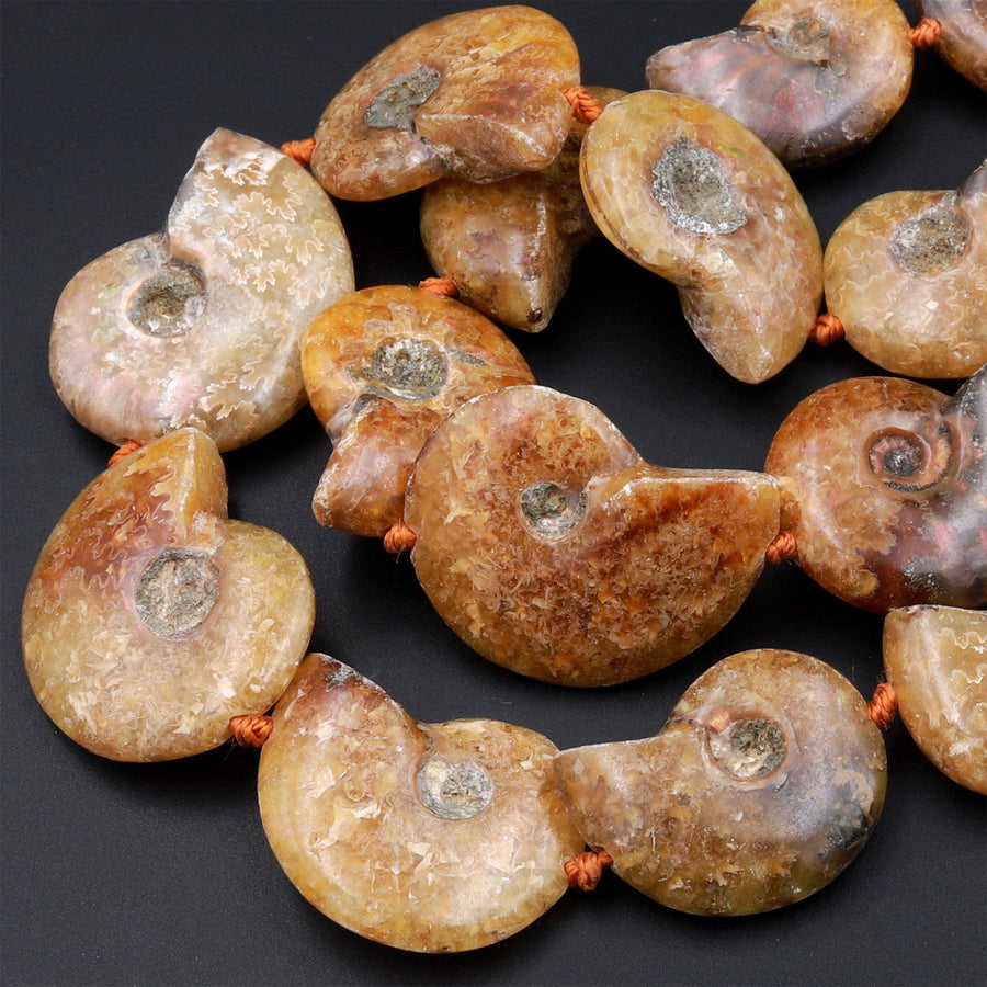 Drilled Natural Baby Yellow Ammonite Fossil Beads Vertically Drilled Small Whole Ammonite Fossil Pendant Focal Bead 16&quot; Strand