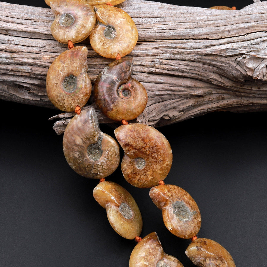 Drilled Natural Baby Yellow Ammonite Fossil Beads Vertically Drilled Small Whole Ammonite Fossil Pendant Focal Bead 16&quot; Strand