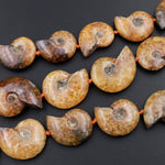 Drilled Natural Baby Yellow Ammonite Fossil Beads Vertically Drilled Small Whole Ammonite Fossil Pendant Focal Bead 16&quot; Strand