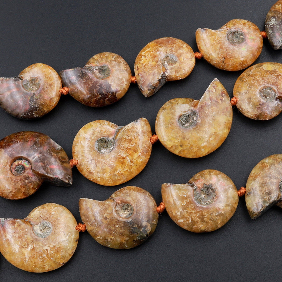 Drilled Natural Baby Yellow Ammonite Fossil Beads Vertically Drilled Small Whole Ammonite Fossil Pendant Focal Bead 16&quot; Strand