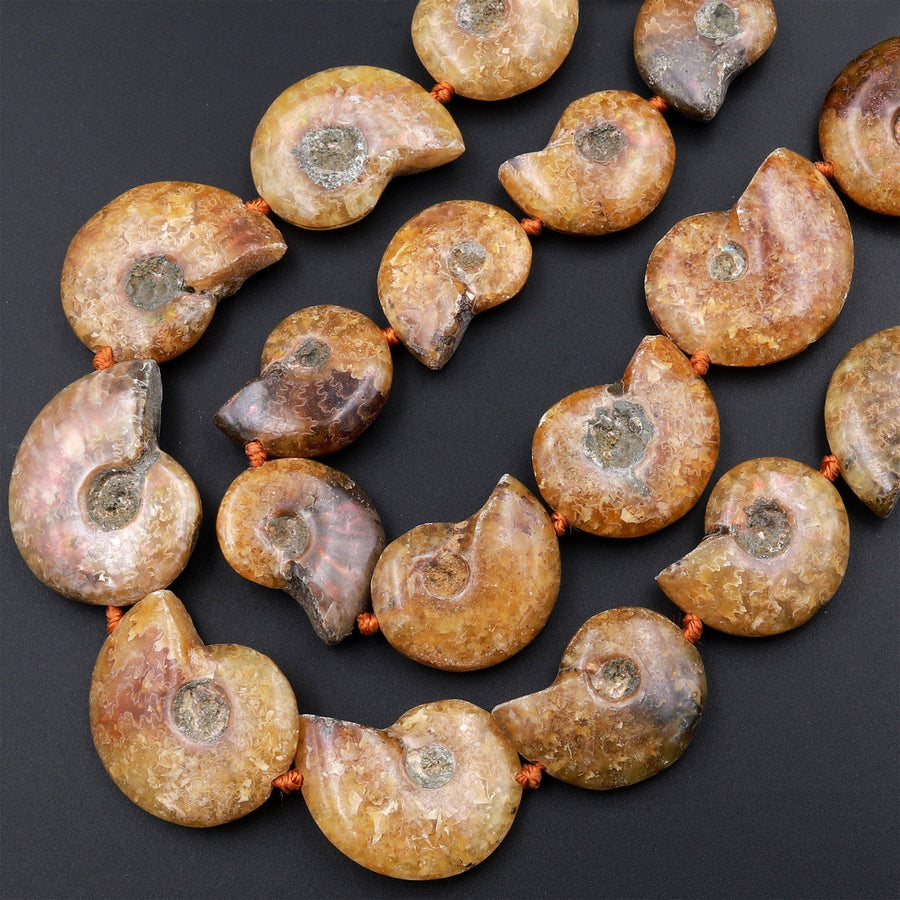 Drilled Natural Baby Yellow Ammonite Fossil Beads Vertically Drilled Small Whole Ammonite Fossil Pendant Focal Bead 16&quot; Strand