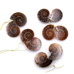 AAA Natural Sliced Ammonite Fossil Earring Pair Cabochon Side Drilled Matched Gemstone Beads