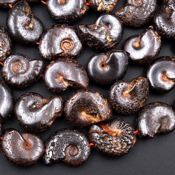 Natural Dark Brown Ammonite Fossil Beads Vertically Drilled Whole Ammonite Pendant Focal Bead 15.5" Strand