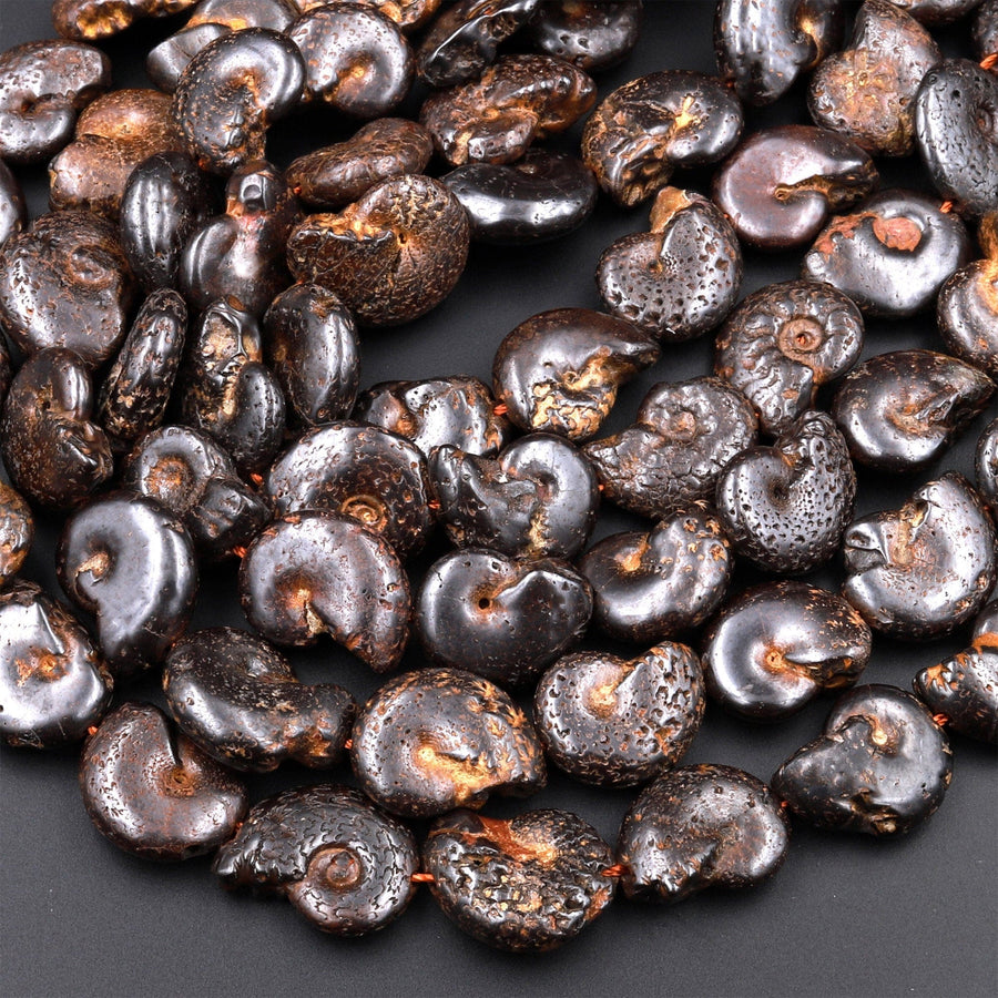 Natural Dark Brown Ammonite Fossil Beads Vertically Drilled Whole Ammonite Pendant Focal Bead 15.5" Strand