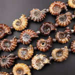 Natural Goat Horn Ammonite Fossil Beads Vertically Drilled Whole Ammonite Pendant Focal Bead 15.5" Strand