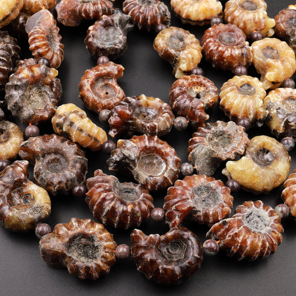 Natural Goat Horn Ammonite Fossil Beads Vertically Drilled Whole Ammonite Pendant Focal Bead 15.5" Strand