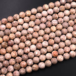Matte Natural Fossil Crinoid Round Beads 6mm 8mm 10mm Earthy Beige Tan Gemstone 15.5" Strand