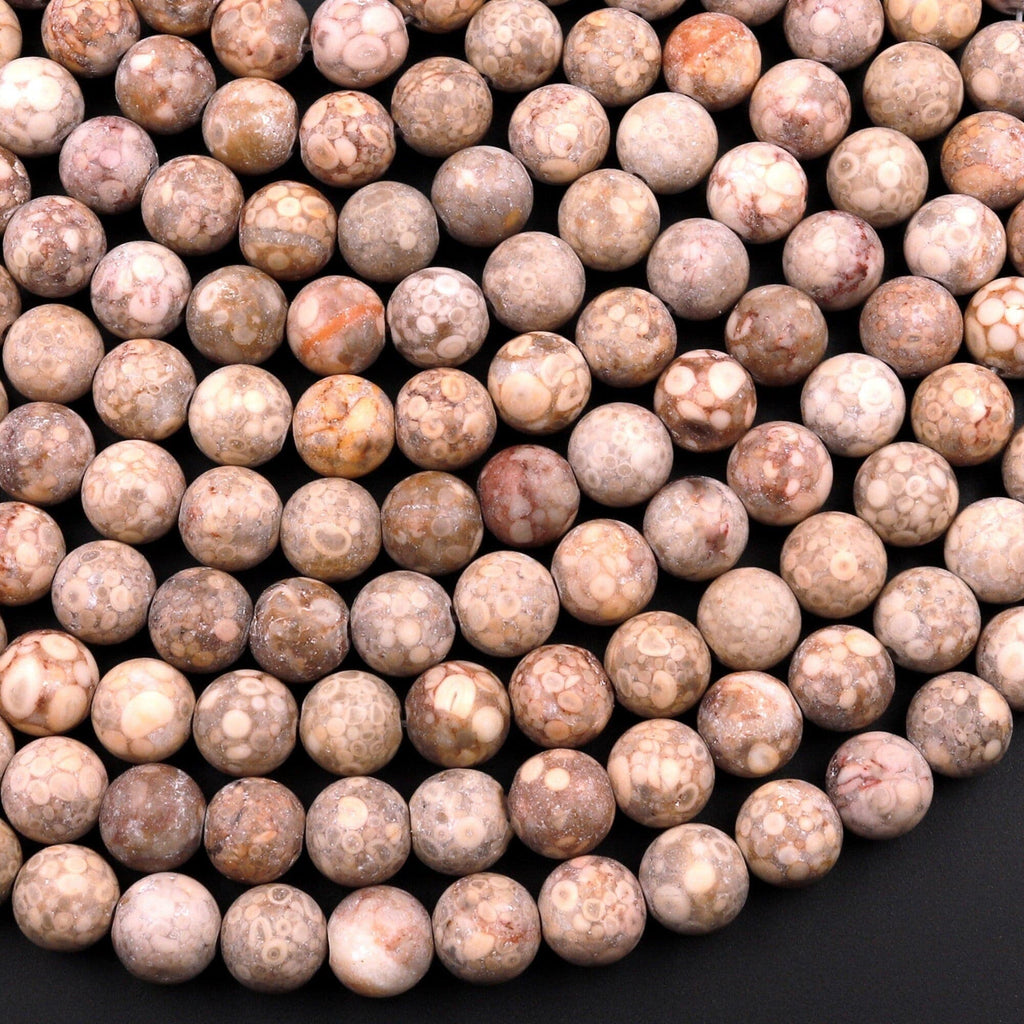 Matte Natural Fossil Crinoid Round Beads 6mm 8mm 10mm Earthy Beige Tan Gemstone 15.5" Strand