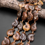 Natural Ammonite Fossil Beads Vertically Drilled Whole Ammonite Pendant Focal Bead 15.5" Strand