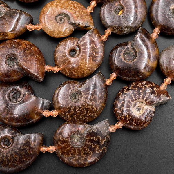 Natural Ammonite Fossil Beads Vertically Drilled Whole Ammonite Pendant Focal Bead 15.5" Strand