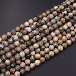AAA Natural Fossil Coral 6mm 8mm Round Beads Brown Tan Gray Beige Gemstone 15.5" Strand